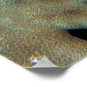 サンゴのカサゴ ポスター (角)