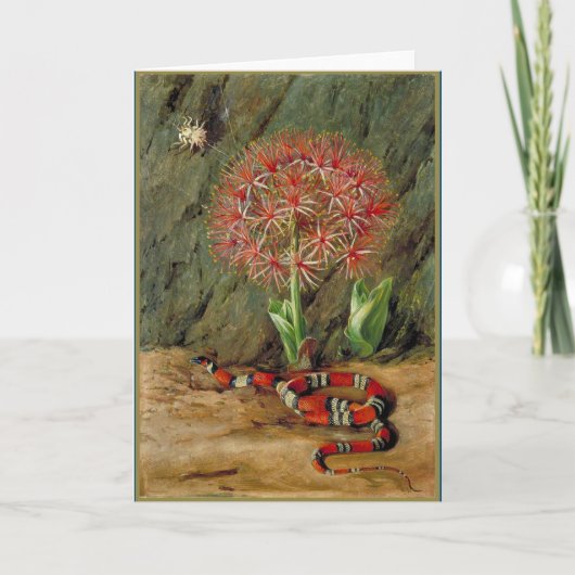 サンゴのヘビとクモ カード (正面)