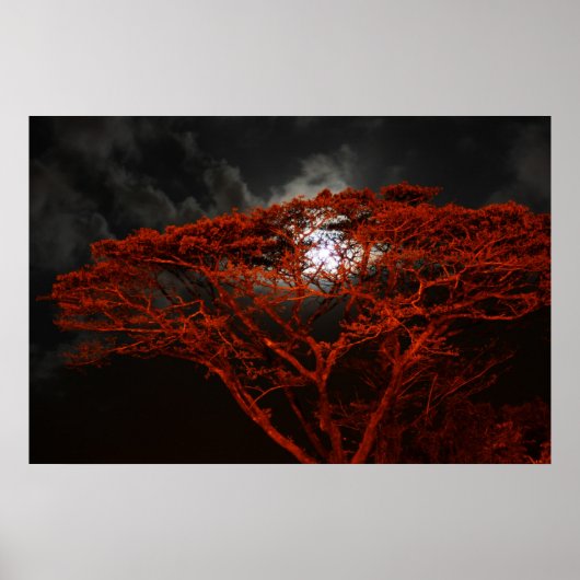 サンゴのモンキーポッドと月のポスター ポスター (正面)