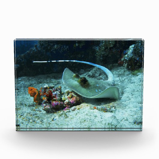 サンゴの三角地帯で動くアカエイ - Coral Triangle | フォトブロック (正面)