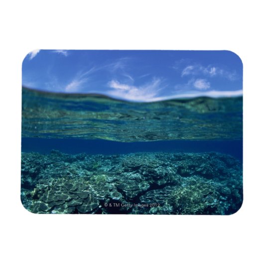 サンゴの棚 マグネット (横)