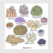 サンゴの種類 シール (シート)