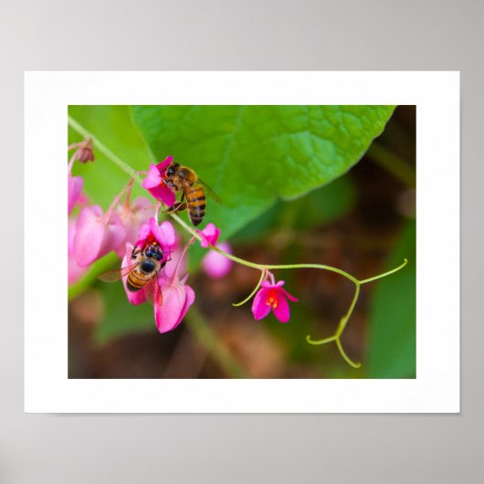サンゴの花とミツバチの写真 ポスター (正面)