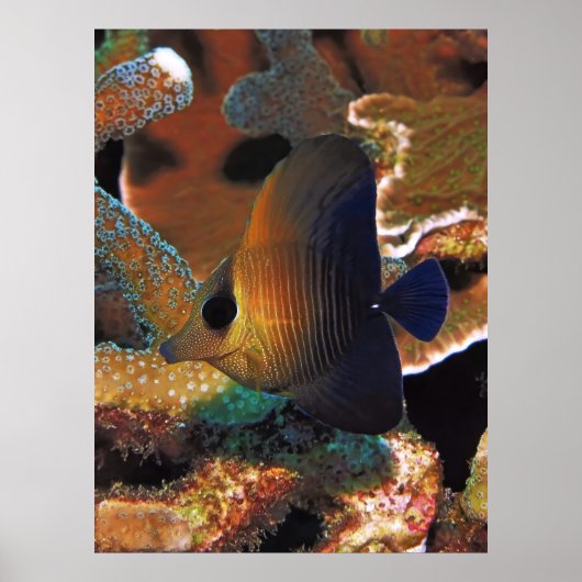 サンゴの魚 ポスター (正面)