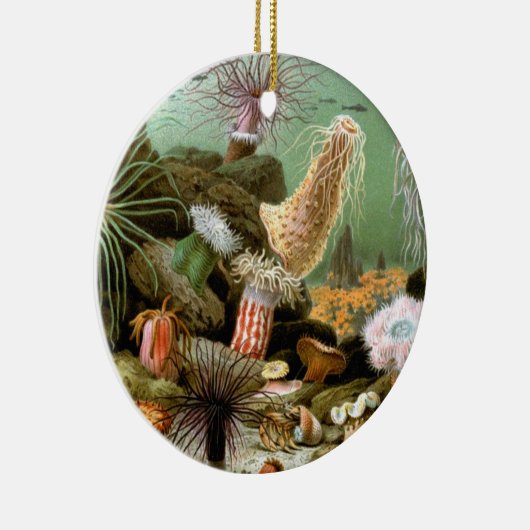 サンゴイソギンチャク、ビンテージ海洋生物海洋動物 セラミックオーナメント (右)