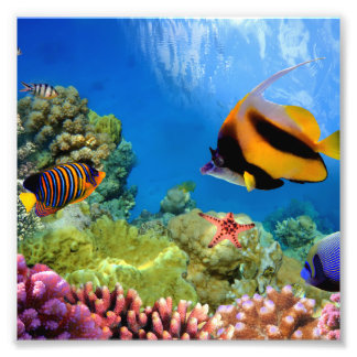サンゴカラフルと熱帯魚 フォトプリント
