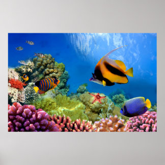 サンゴカラフルと熱帯魚 ポスター