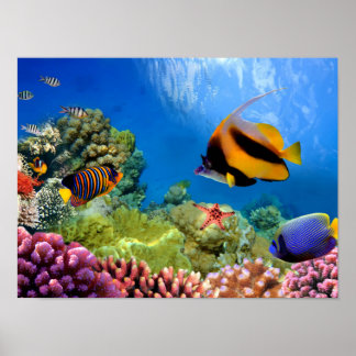 サンゴカラフルと熱帯魚 ポスター