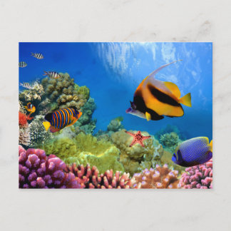 サンゴカラフルと熱帯魚 ポストカード