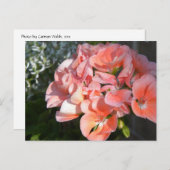 サンゴゼラニウム束 ポストカード (正面/裏面)