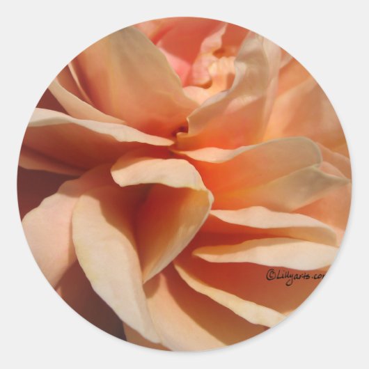 サンゴバラ結婚封筒用シール ラウンドシール (正面)