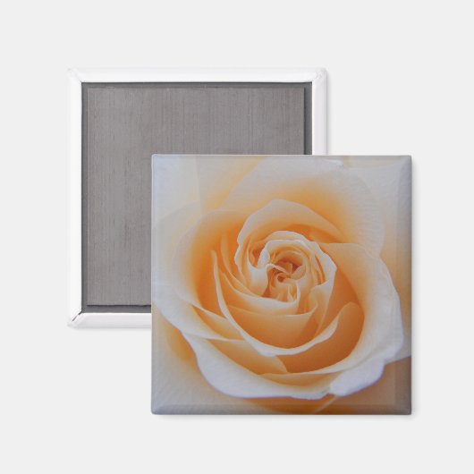 サンゴバラ マグネット (正面/裏面)