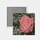 サンゴバラ-005磁石 マグネット (正面/裏面)