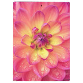 サンゴピンクのダリアの花 クリップボード (裏面)