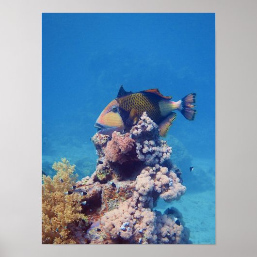 サンゴブロックの上の絵になるハギ - Triggerfish | ポスター (正面)