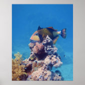 サンゴブロックの上の絵になるハギ - Triggerfish | ポスター (正面)