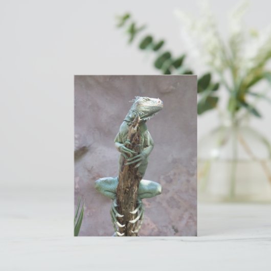 サンゴモのイグアナのポストカード ポストカード (スタンド正面)