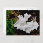 サンゴ棚菌はがき ポストカード (正面/裏面)