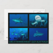 サンゴ海のリーフシャーク ポストカード (正面/裏面)