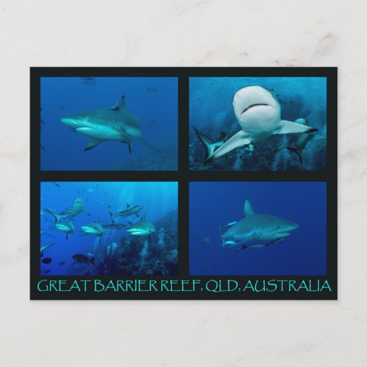 サンゴ海のリーフシャーク ポストカード (正面)