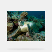 サンゴ礁で休んだ後のアオウミガメ |  アクリルサイン (正面)
