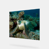 サンゴ礁で休んだ後のアカウミガメ |  アクリルサイン (傾斜)