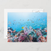 サンゴ礁とサンゴカラフルとのスキューバダイビング ポストカード (正面/裏面)