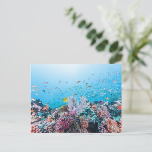 サンゴ礁とサンゴカラフルとのスキューバダイビング ポストカード (スタンド正面)