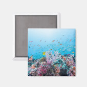 サンゴ礁とサンゴカラフルとのスキューバダイビング マグネット (正面/裏面)