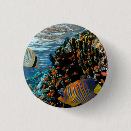 サンゴ礁と外来魚 缶バッジ