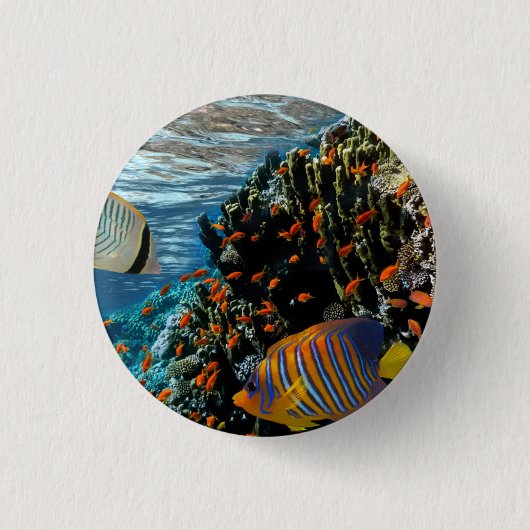 サンゴ礁と外来魚 缶バッジ (正面)