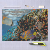 サンゴ礁と外来魚 薄葉紙 (クラフト)