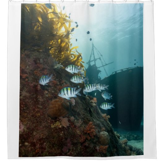 サンゴ礁に隠れた沈没船と魚の群れ シャワーカーテン (正面)