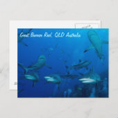 サンゴ礁のサメのポストカード ポストカード (正面/裏面)