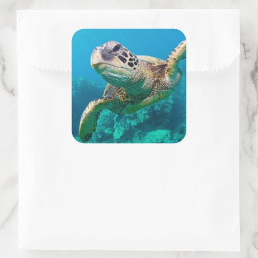 サンゴ礁の上を泳ぐグリーンウミガメ |ハワイ スクエアシール (バッグ)