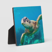 サンゴ礁の上を泳ぐグリーンウミガメ |ハワイ フォトプラーク (正面)