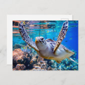 サンゴ礁の上を泳ぐグリーンウミガメ |ハワイ ポストカード (正面/裏面)