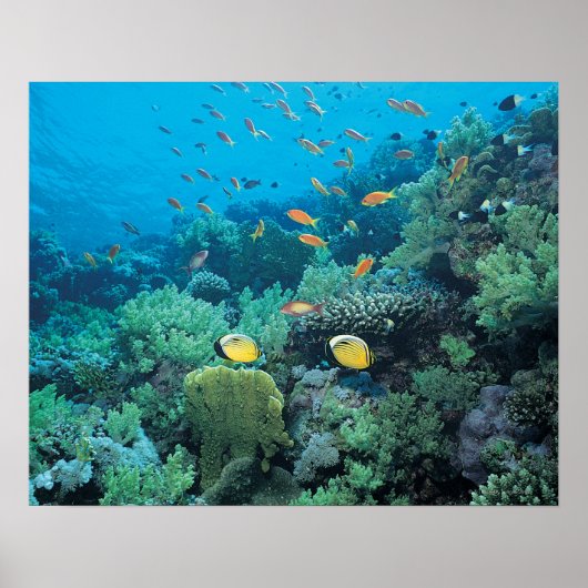 サンゴ礁の上を泳ぐ熱帯魚 ポスター (正面)
