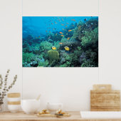 サンゴ礁の上を泳ぐ熱帯魚 ポスター (キッチン)