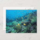 サンゴ礁の上を泳ぐ熱帯魚 ポストカード (正面/裏面)