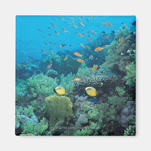 サンゴ礁の上を泳ぐ熱帯魚 マグネット (正面)