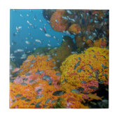サンゴ礁の中の魚 タイル (正面)