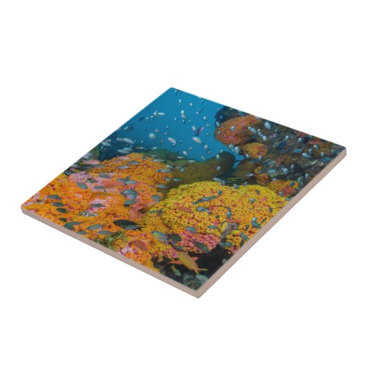 サンゴ礁の中の魚 タイル (側面)