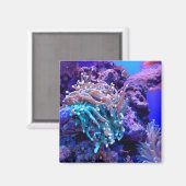 サンゴ礁の海のアネノームピンクの青い紫 マグネット (正面/裏面)