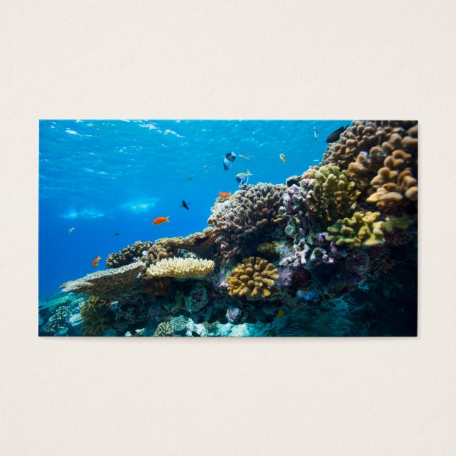 サンゴ礁の海中 (正面)