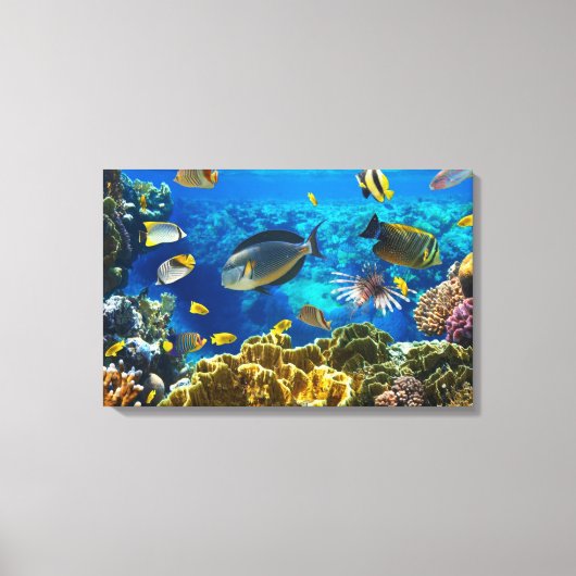 サンゴ礁の熱帯魚の写真 キャンバスプリント (正面)