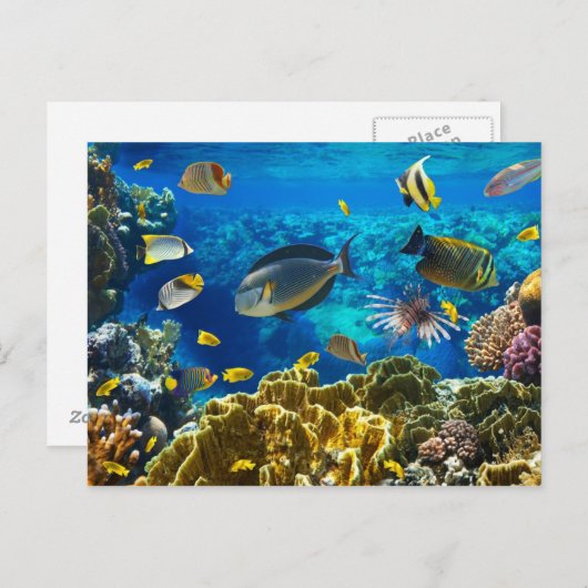 サンゴ礁の熱帯魚の写真 ポストカード (正面/裏面)
