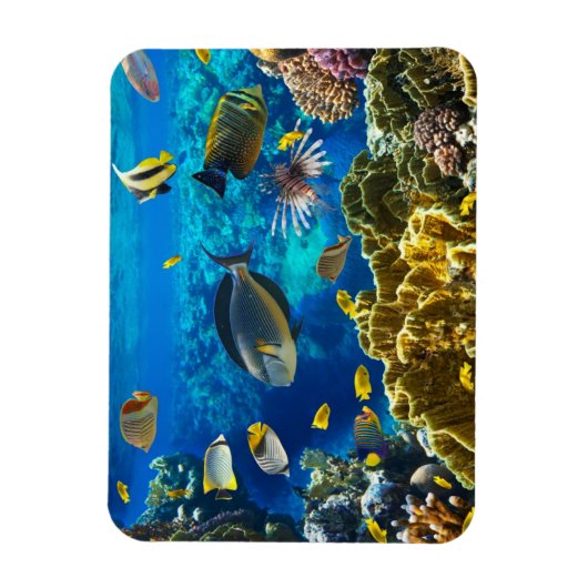 サンゴ礁の熱帯魚の写真 マグネット (縦)
