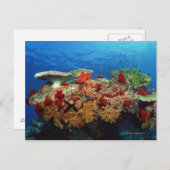 サンゴ礁の風光明媚な懸命サンゴ、ソフトサンゴ ポストカード (正面/裏面)