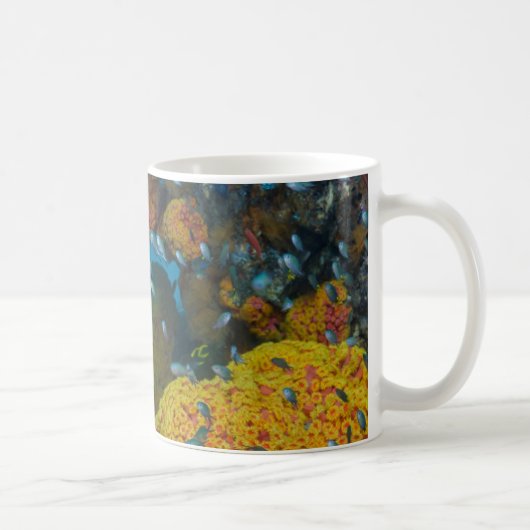 サンゴ礁の魚 コーヒーマグカップ (右)